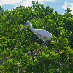 Ein junger rosa Löffler im Sian Ka'an 😍