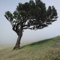Fanal Forest in the mist