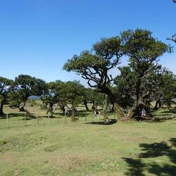 Fanal Forest, not as atmospheric without the cloud