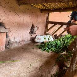 Guinea pigs in the community