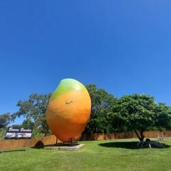 Mangue géante sur le trajet jusqu'Airlie beach 🥭🤓