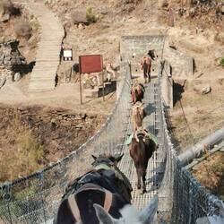 Mulis auf der Hängebrücke