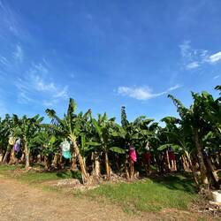 Bananenplantagen auf dem Weg zu den Josephine Falls