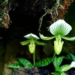rockabilly orchid
