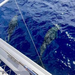 Delfine begleiten uns..