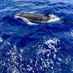 ..ein Delfin war bestimmt 3 m lang, selbst Collin war fasziniert..