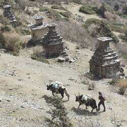 Yaks auf dem Weg nach Tibet