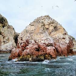 Mhh, frisches Guano 💩