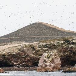 Alles voller Vögel 🐦