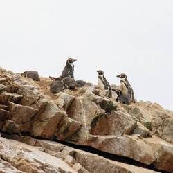 Humboldtpinguine 🐧