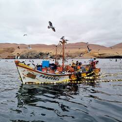 Unterwegs zu den Islas Ballestas 🎣