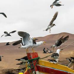 Meins, meins, meins... 🐟