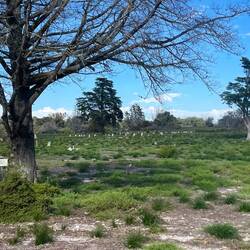 Cemetery- "Prisoners Never Died at Robben" - "close to death" were brought back to Cape Town to die