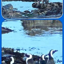 Yes, there are penguins there too