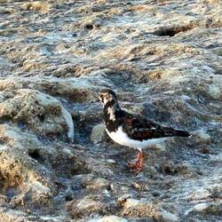 The peanut birds... at least we fed them with peanuts