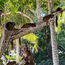 Lemurs @ Plage Ngouja — Grand Terre ... Mayotte, Comoros.