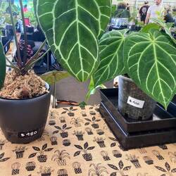 I'll have three please.