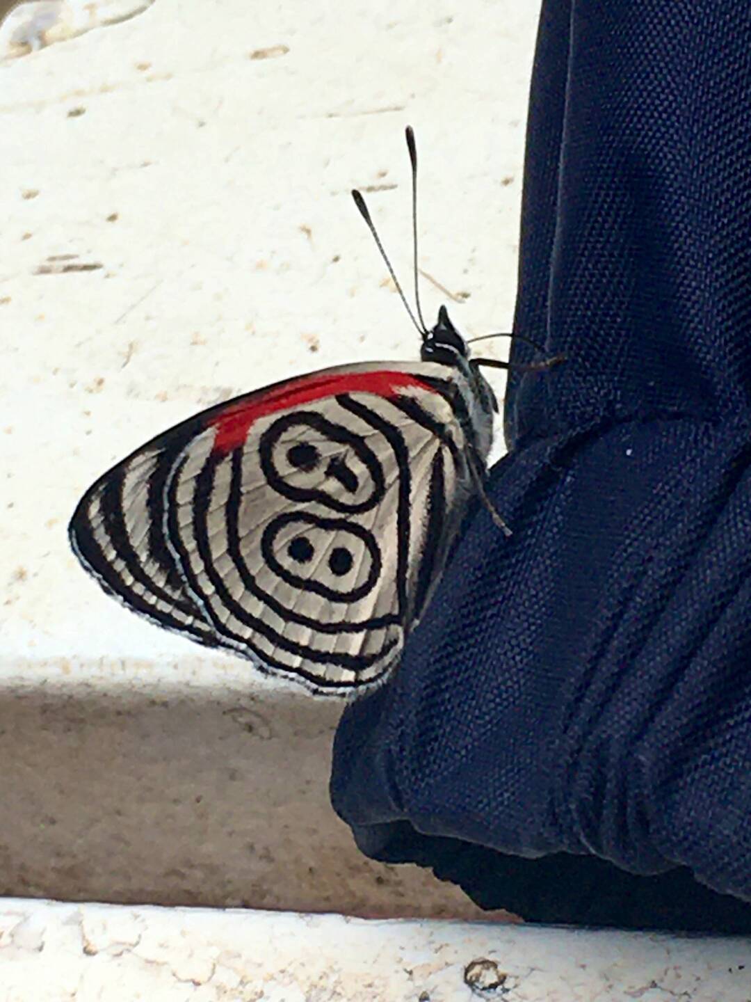Borboleta