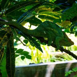 A big chameleon @ Lemuria Land — Nosy Be, Madagascar.