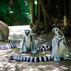 Ring-tailed Lemurs @ Lemuria Land — Nosy Be, Madagascar.