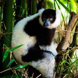 Lemur @ Lemuria Land — Nosy Be, Madagascar.