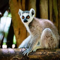 Lemur @ Lemuria Land — Nosy Be, Madagascar.