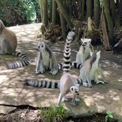 Ring-tailed lemurs @ Lemuria Land — Nosy Be, Madagascar.
