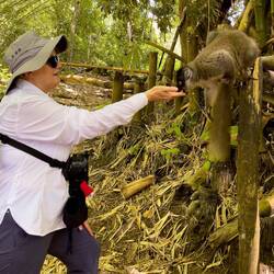 Lemurs love bananas @ Lemuria Land — Nosy Be, Madagascar.