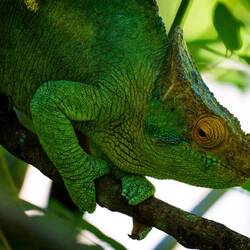 Portrait of a chameleon @ Lemuria Land — Nosy Be, Madagascar.