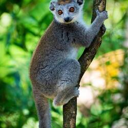 Lemur @ Lemuria Land — Nosy Be, Madagascar.