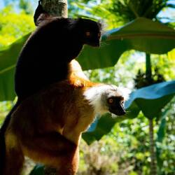 Lemurs @ Lemuria Land — Nosy Be, Madagascar.