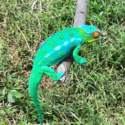 Chameleon