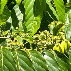 Ylang-ylang tree