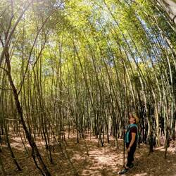 Bamboo forest