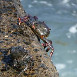 Crabs on the steps, Machico foreshore