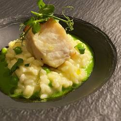 Pike Perch (Zanderfilet | Erbsencrème | Kosho-Yuzu | Risotto | Zitrusfrüchte)