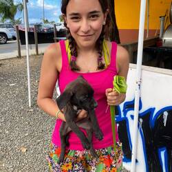 One of two sib puppies at Loquillo. Great rescue story.