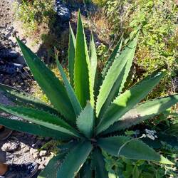 Das isch der Tequila Kakatus..aso us dene wird der Tequila hergstellt🍸