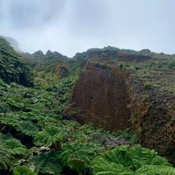 Jaa die Lavaström hei Spure hingerlah, abr es wachst unheimlech da obe🌿🌱