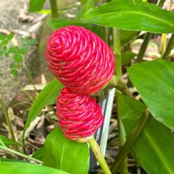 looks like but it is not plastic