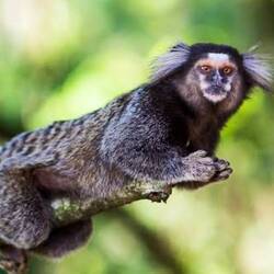 from the internet: those are the monkeys: Weissbüschelaffen (Sagui-Affen)