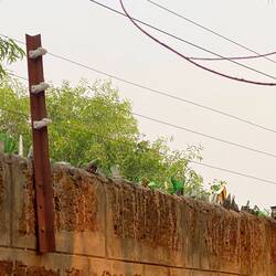 Perimeter wall with buzzing electric fence and broken glass. For monkeys?
