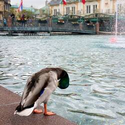 Lässt sich bei der Morgentoilette der Besucher nicht stören
