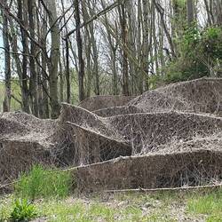 Geheimnisumwobenes Gehölz