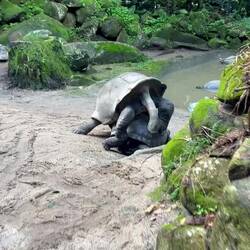 Tortoises 😉