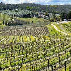 Vineyards near Radda in Chianti