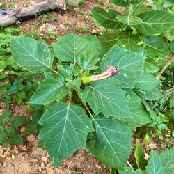 Datura!