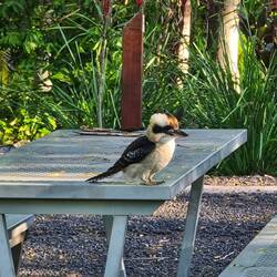 Kookaburra - Lachender Hans