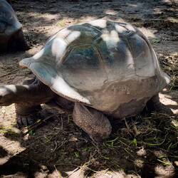 Aldabra tortoise @ L'Union Estate Park — La Digue, Seychelles.
