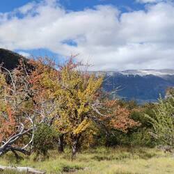 Langsam verfärbt sich alles